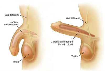 Excitare & Erectie - sexologie terapie de cuplu Bucuresti Dr Rares Ignat